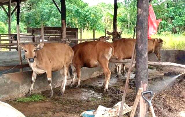Pemko Tanjungpinang Salurkan 56 Sapi Kurban, Mayoritas Berasal dari Partisipasi ASN