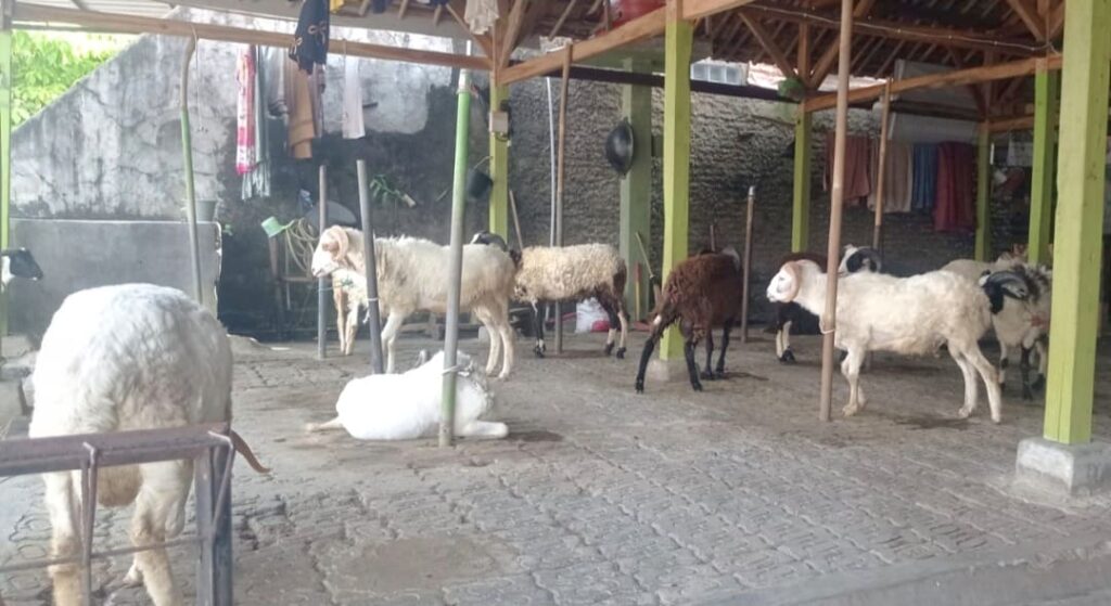 Pedagang Hewan Kurban di Lebak Keluhkan Penjualan Sepi Jelang Iduladha 2026