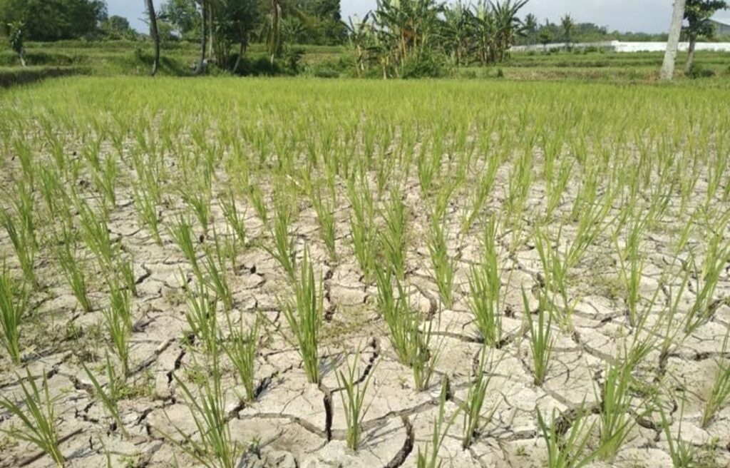 Areal Persawahan di Lebak Mulai Mengering, Petani Andalkan Pompa Irigasi