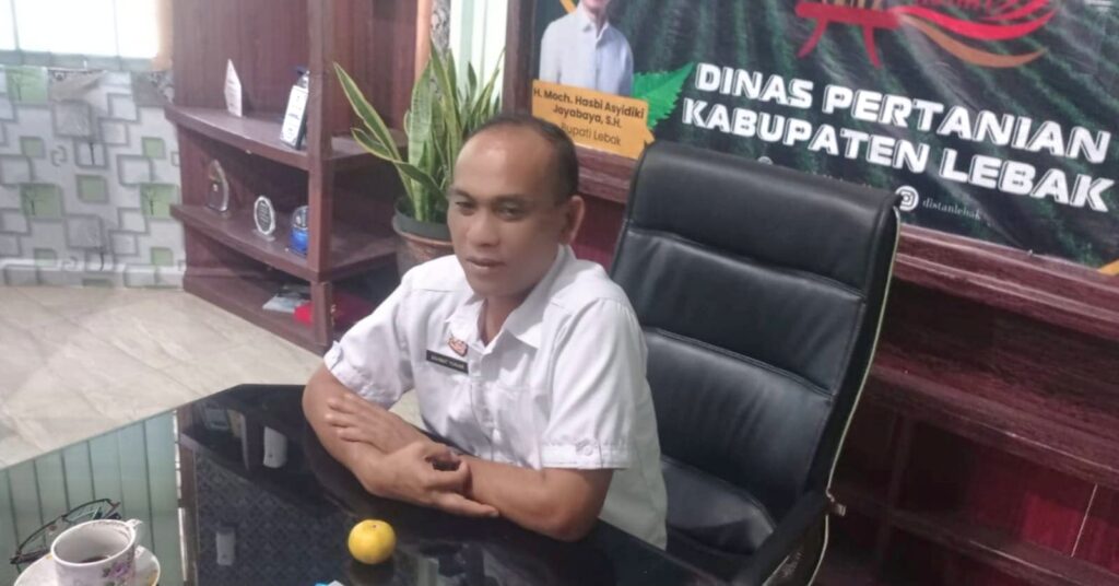 Pemkab Lebak Dorong Percepatan Tanam, Luas Sawah Tertanam Capai 88.770 Hektare