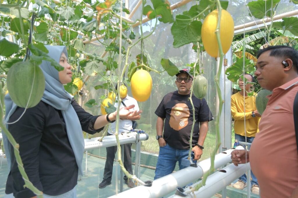 Lis Darmansyah Pelajari Pertanian Melon Hidroponik, Dorong Ketahanan Pangan dan Peluang Usaha