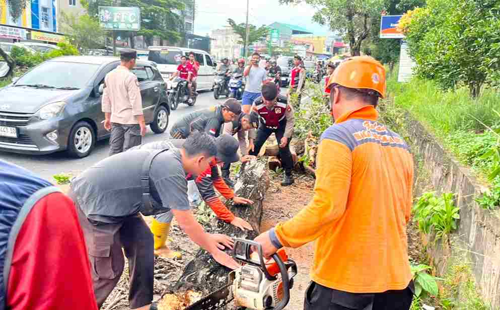 BPBD Evakuasi Pohon Tumbang di Km 10 Tanjungpinang, Dua Pengendara Luka Ringan