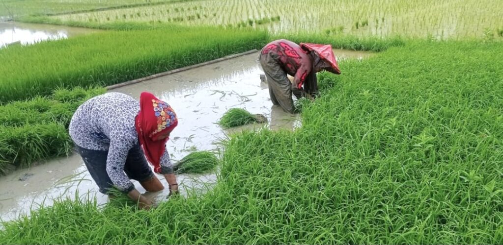 Petani Lebak Percepat Tanam Padi untuk Dukung Swasembada Pangan