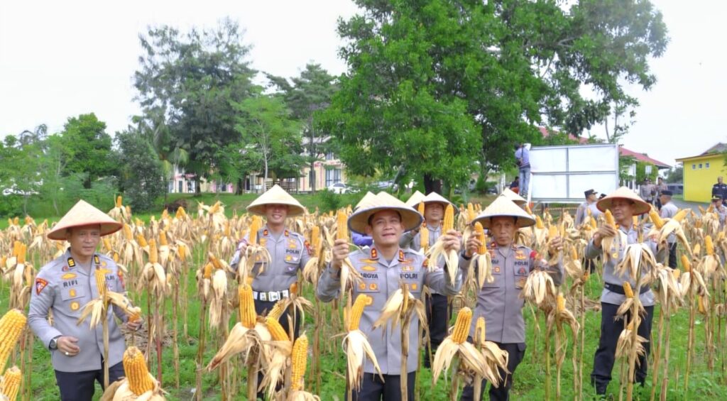 Dukung Ketahanan Pangan Nasional, Polres Bintan Panen 200 Kilogram Jagung dari Lahan Produktif Mapolres