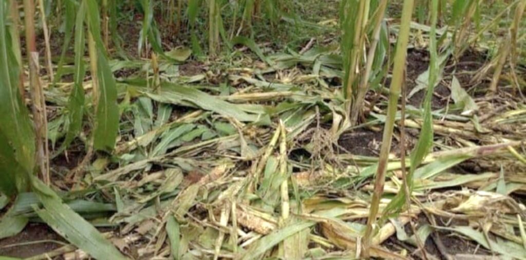 Hama Babi Hutan Rusak Tanaman Palawija di Lebak, Petani Rugi hingga Puluhan Juta Rupiah