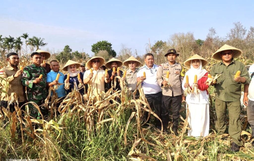 Wagub Kepri Panen Bersama Petani Bintan, Soroti Harga dan Akses Pasar