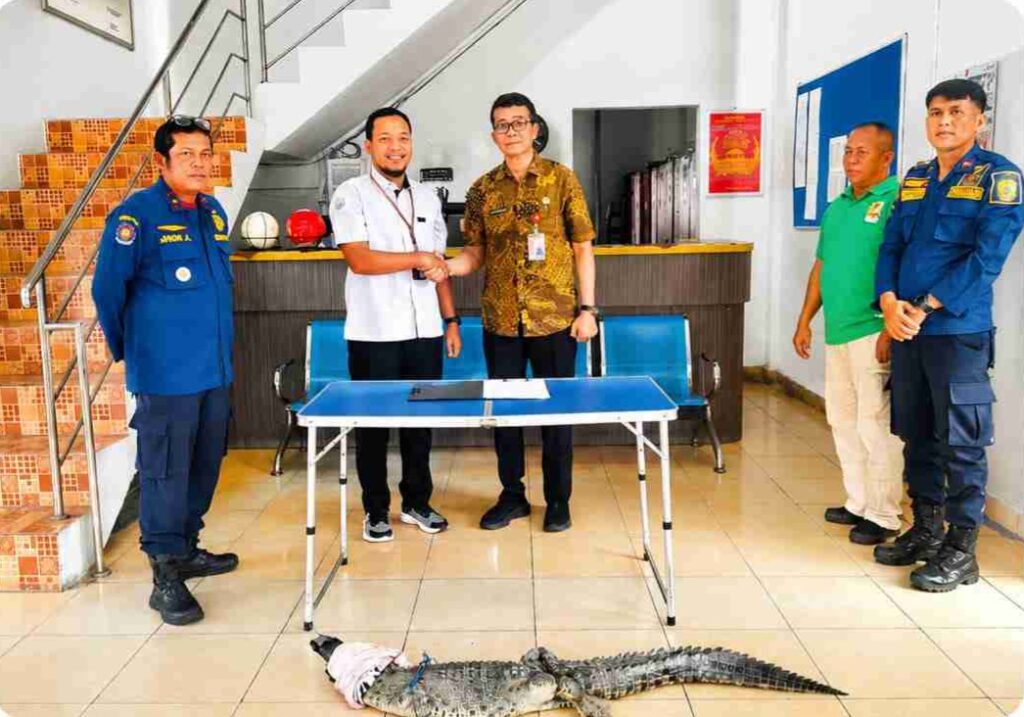 DPKP Tanjungpinang Serahkan Buaya Muara ke BPSPL Pekanbaru dan Taman Safari Lagoi