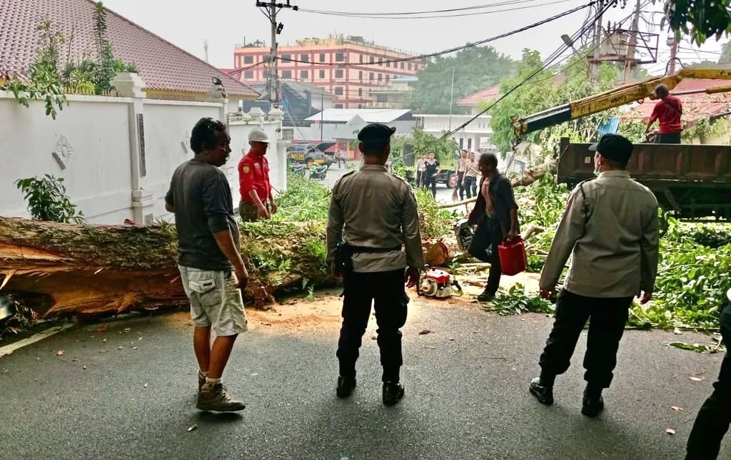 Pohon Tumbang Timpa Kabel di Jalan Diponegoro Tanjungpinang, BPBD Kerahkan 8 Personel